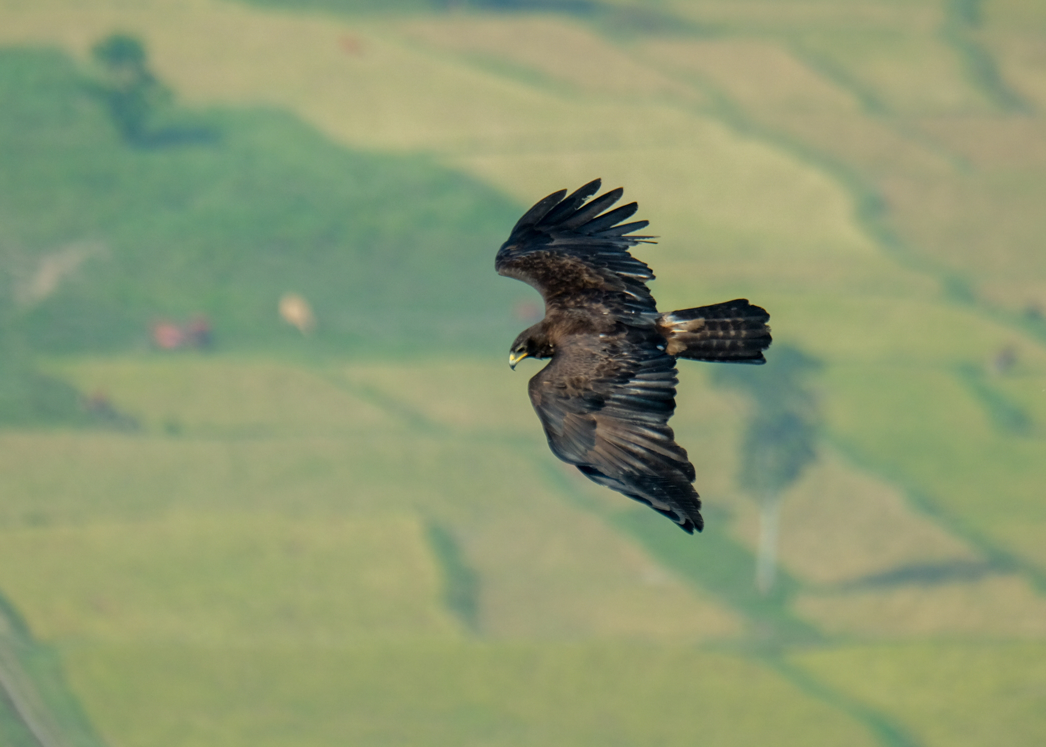 sa-mu-bac-huong-hoa-birding-site-wildtour-vietnam